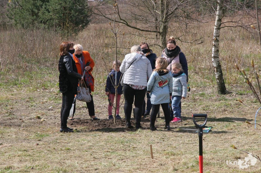 Kasztanowce i śliwy ozdobią `Browary`. Specjalna akcja UMiG i przedszkoli [wideo, zdjęcia]