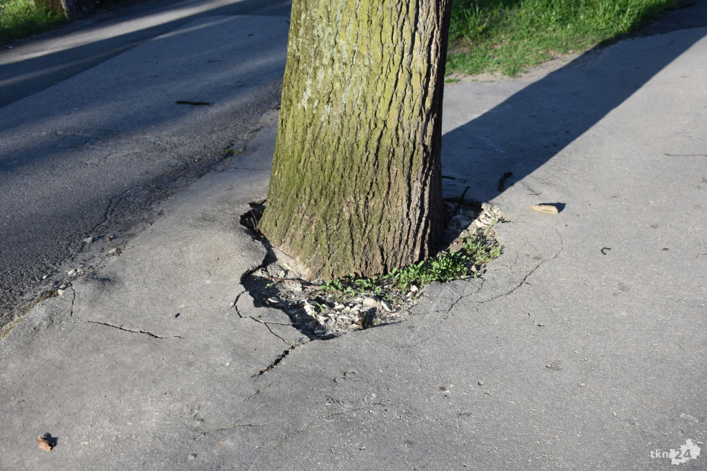 Rewitalizacja koneckiego parku. Burmistrz odpowiada [wideo, zdjęcia]