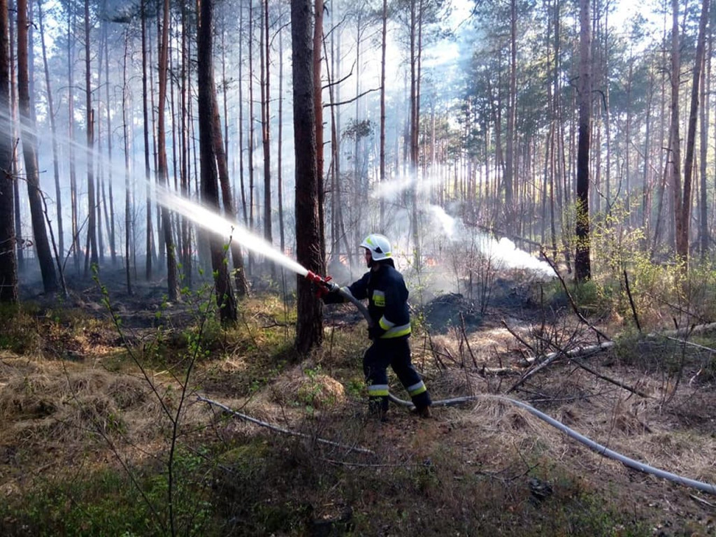 Lasy płoną. Rzadziej niż w ubiegłych latach [wideo, zdjęcia]