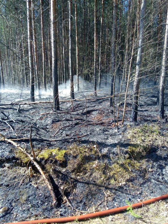 Lasy płoną. Rzadziej niż w ubiegłych latach [wideo, zdjęcia]