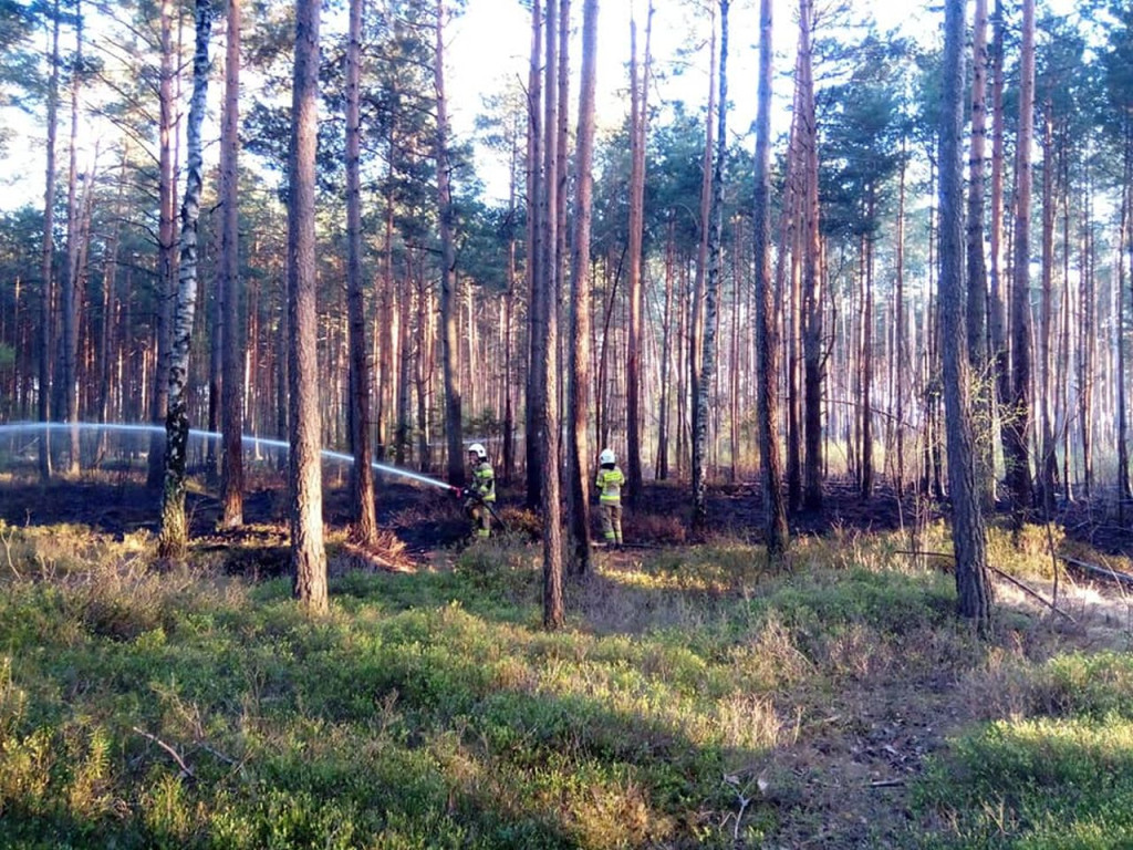 Lasy płoną. Rzadziej niż w ubiegłych latach [wideo, zdjęcia]
