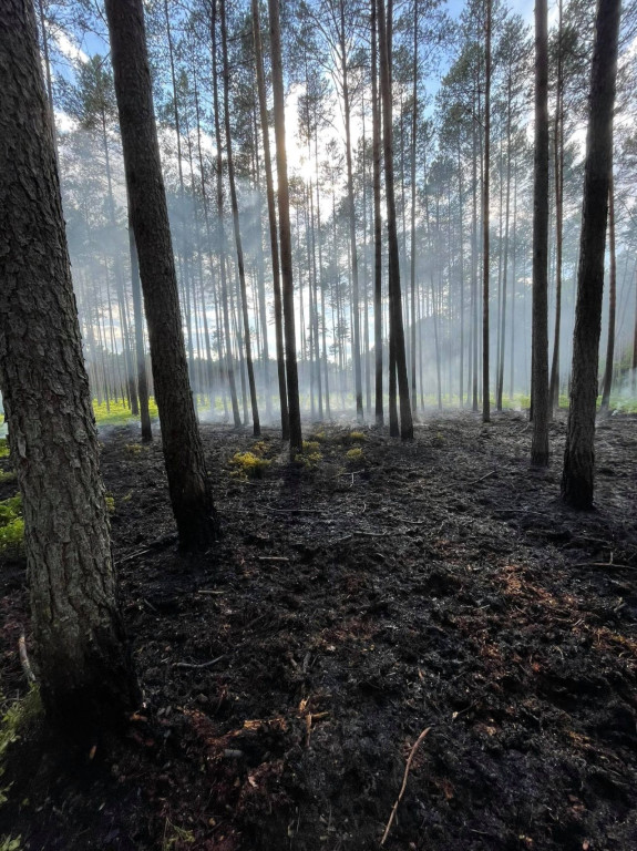 Lasy płoną. Rzadziej niż w ubiegłych latach [wideo, zdjęcia]