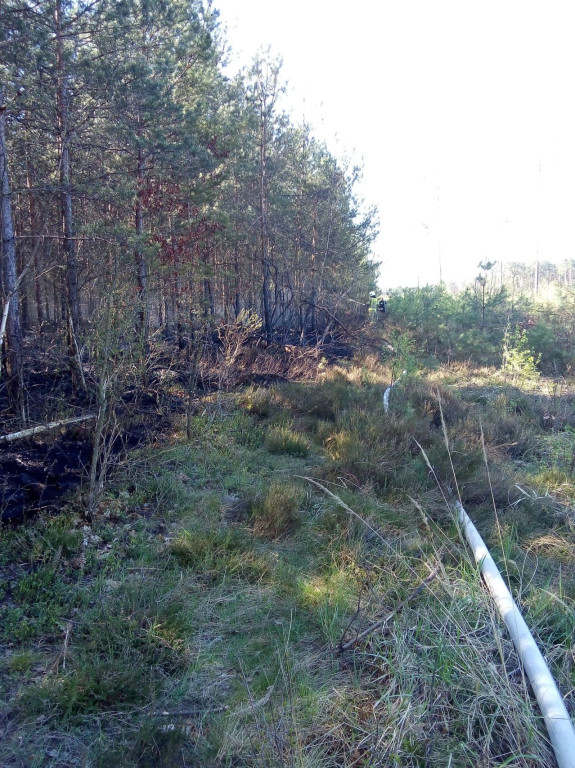 Lasy płoną. Rzadziej niż w ubiegłych latach [wideo, zdjęcia]