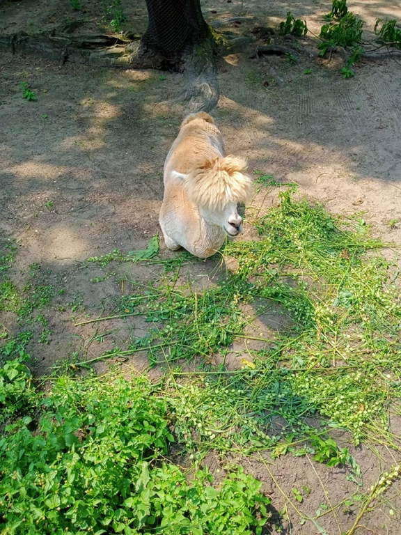 Przedszkolaki zwiedziły warszawskie zoo [zdjęcia]