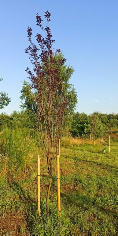 30 nowych drzew w Końskich. Przedszkolaki miały `dobrą rękę`!