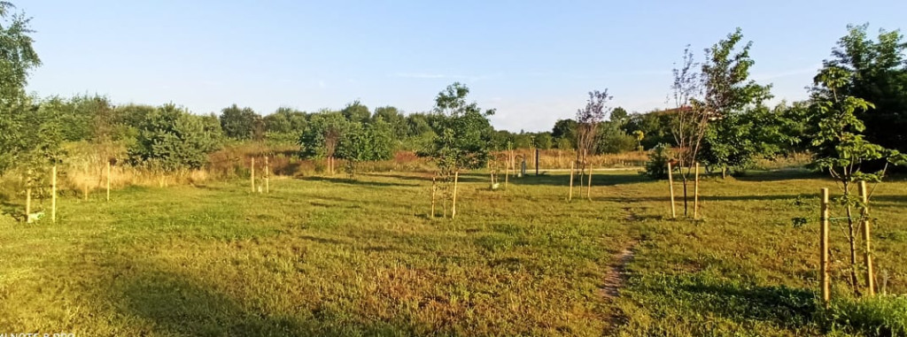 30 nowych drzew w Końskich. Przedszkolaki miały `dobrą rękę`!