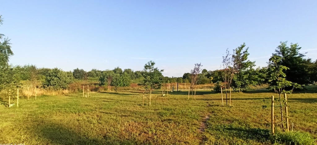 30 nowych drzew w Końskich. Przedszkolaki miały `dobrą rękę`!