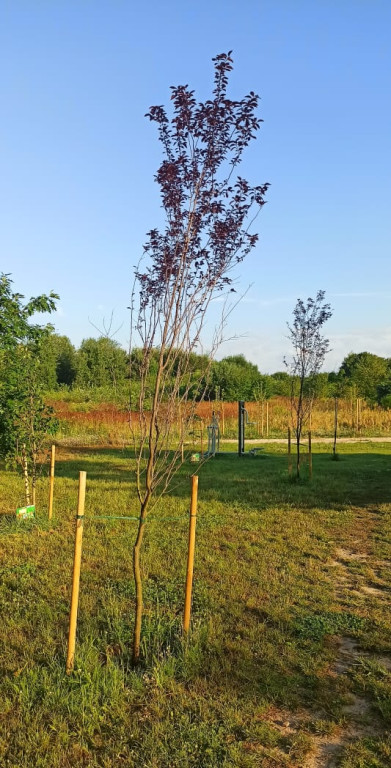 30 nowych drzew w Końskich. Przedszkolaki miały `dobrą rękę`!