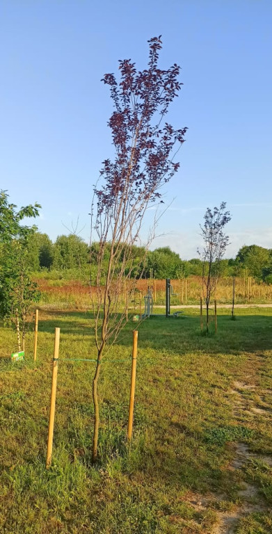 30 nowych drzew w Końskich. Przedszkolaki miały `dobrą rękę`!