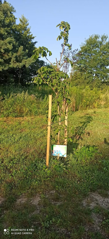 30 nowych drzew w Końskich. Przedszkolaki miały `dobrą rękę`!