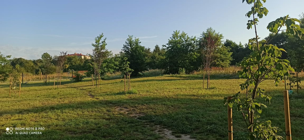 30 nowych drzew w Końskich. Przedszkolaki miały `dobrą rękę`!