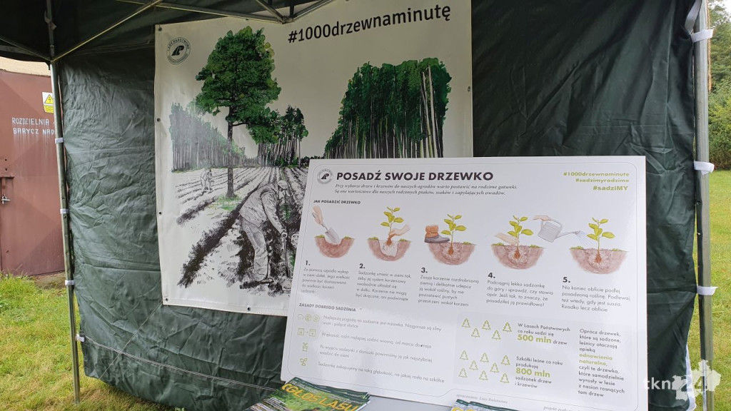 Nadleśnictwa rozdają sadzonki. Jeszcze dziś można je odbierać [wideo, zdjęcia]