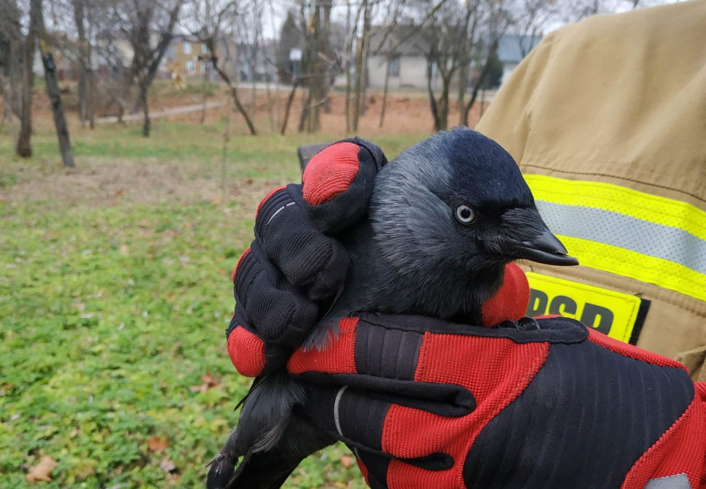 Kawka zaplątała się w żyłkę. Uratowali ją strażacy [zdjęcia]