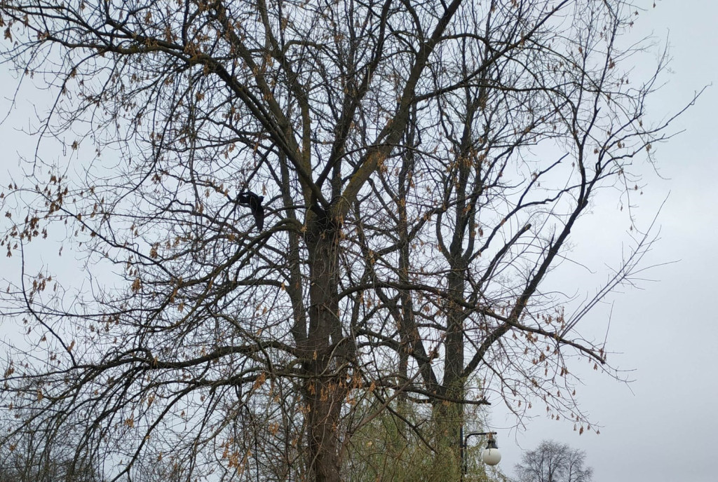 Kawka zaplątała się w żyłkę. Uratowali ją strażacy [zdjęcia]