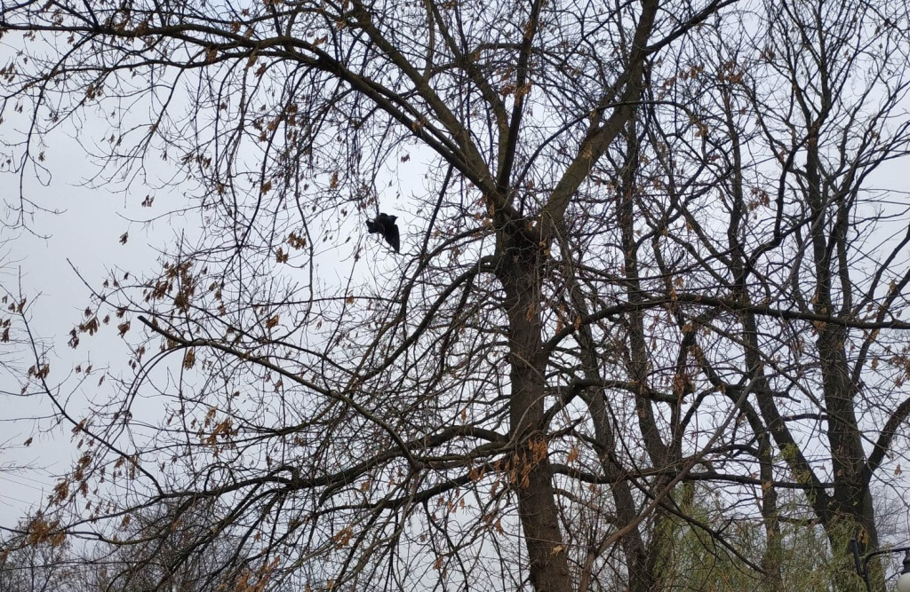 Kawka zaplątała się w żyłkę. Uratowali ją strażacy [zdjęcia]