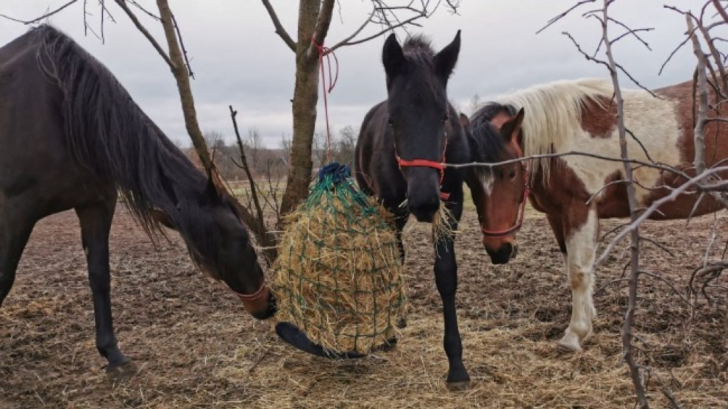Potrzebna pomoc dla ludzi i zwierząt po pożarze w Czermnie! [zdjęcia]
