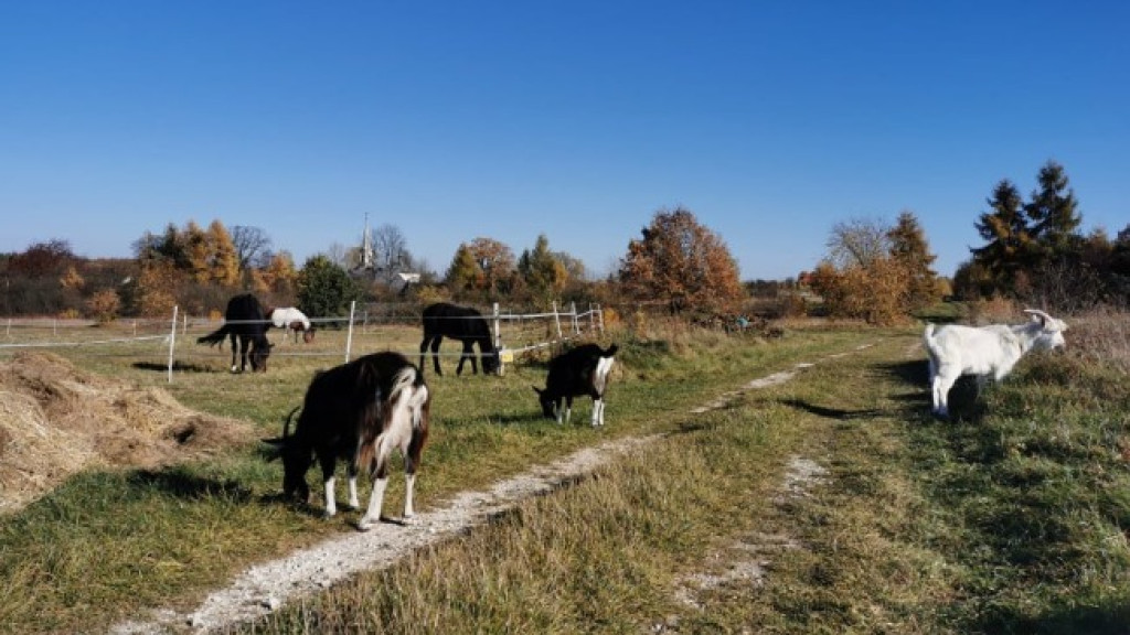 Potrzebna pomoc dla ludzi i zwierząt po pożarze w Czermnie! [zdjęcia]
