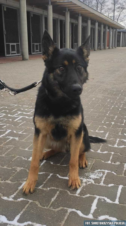 Baki zasilił szeregi Komendy Powiatowej Policji w Końskich [zdjęcia]