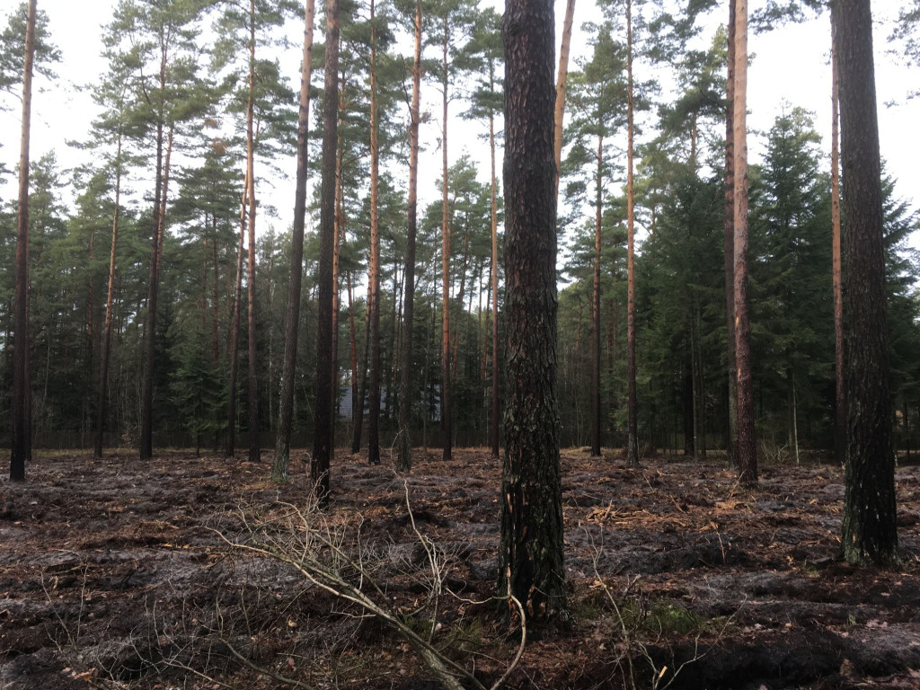 Nieokiełznana wycinka lasów w gminie Stąporków? Sprawdzamy to [zdjęcia]