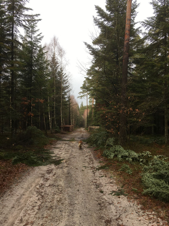 Nieokiełznana wycinka lasów w gminie Stąporków? Sprawdzamy to [zdjęcia]