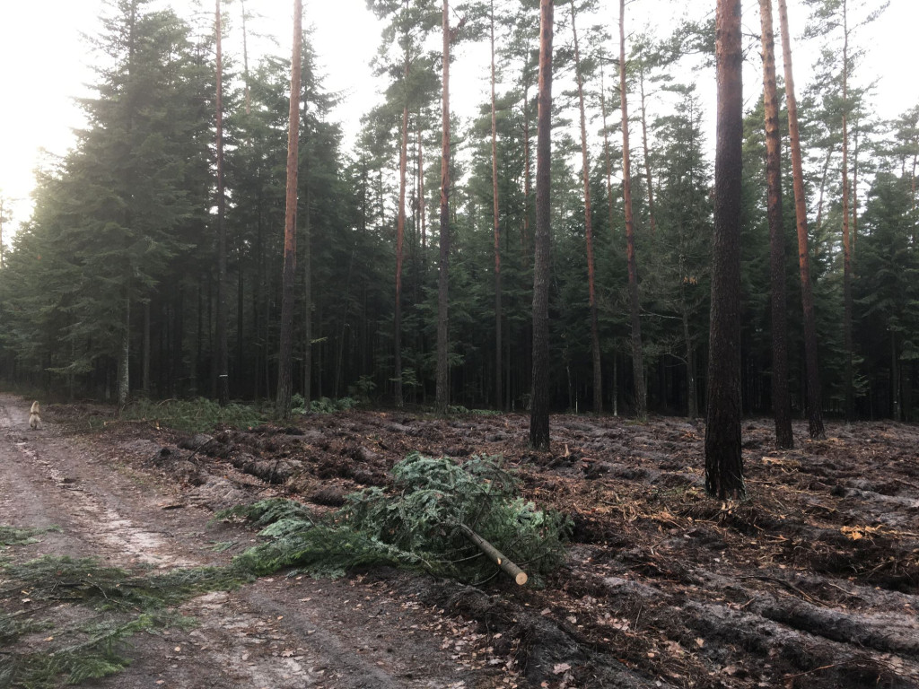 Nieokiełznana wycinka lasów w gminie Stąporków? Sprawdzamy to [zdjęcia]