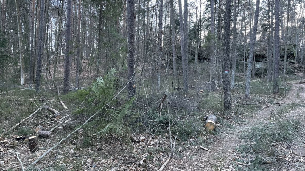 Nieokiełznana wycinka lasów w gminie Stąporków? Sprawdzamy to [zdjęcia]