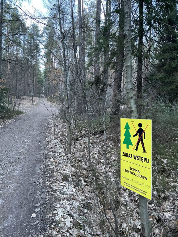 Nieokiełznana wycinka lasów w gminie Stąporków? Sprawdzamy to [zdjęcia]