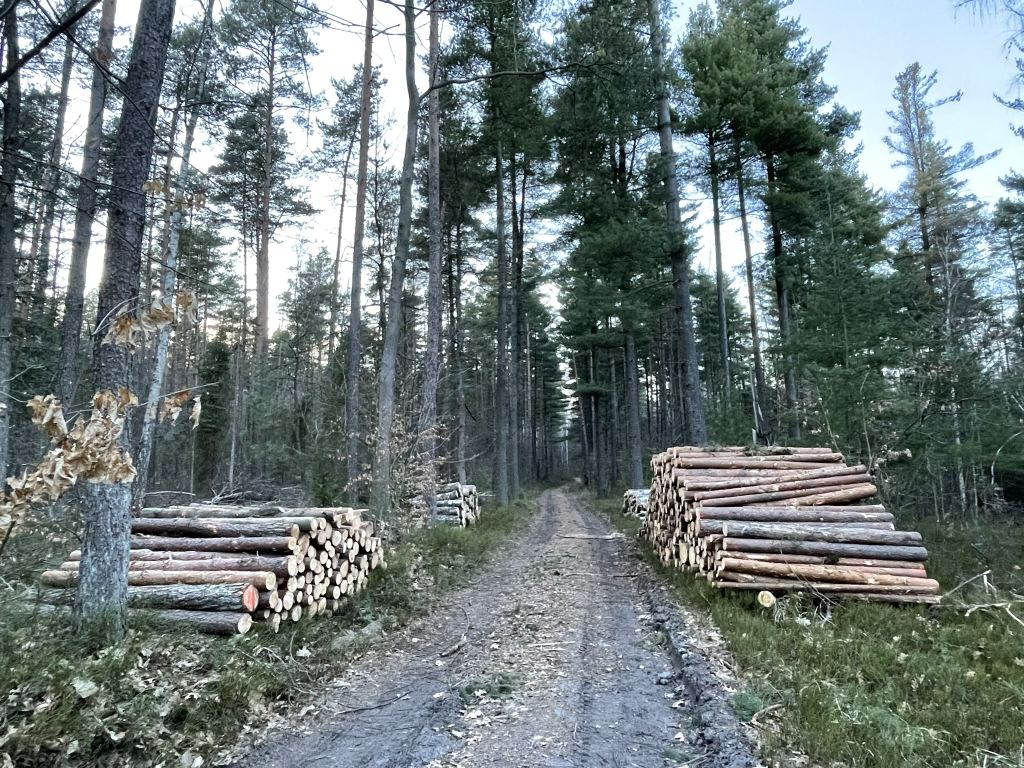 Nieokiełznana wycinka lasów w gminie Stąporków? Sprawdzamy to [zdjęcia]