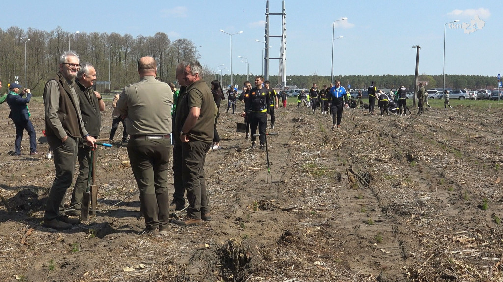 Łączą nas drzewa. 2 tysiące sosen i lip zasadzono w leśnictwie Krzyżówki [wideo, zdjęcia]