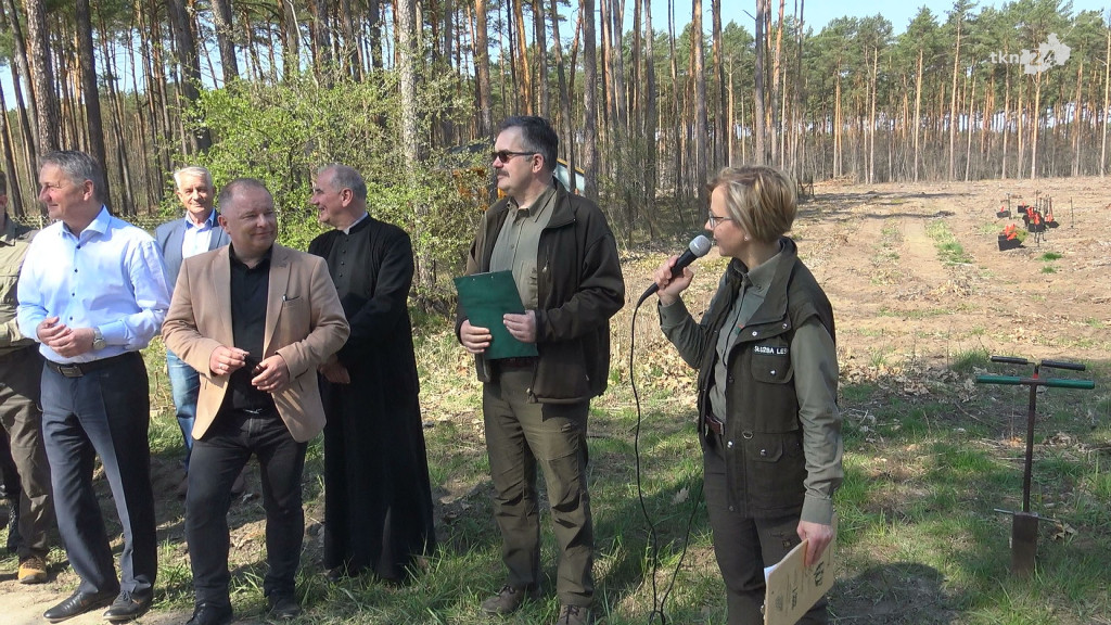 Łączą nas drzewa. 2 tysiące sosen i lip zasadzono w leśnictwie Krzyżówki [wideo, zdjęcia]
