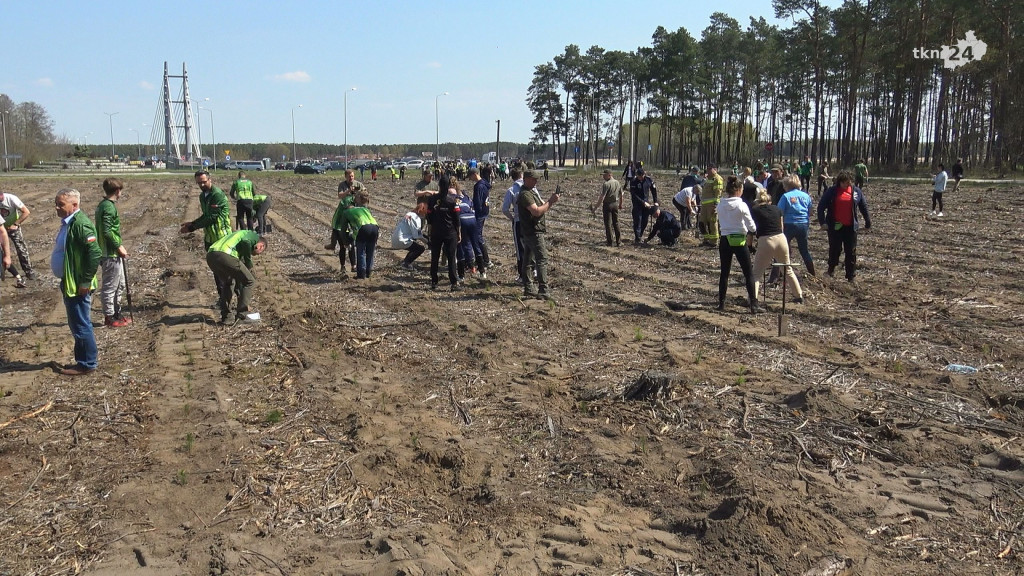 Łączą nas drzewa. 2 tysiące sosen i lip zasadzono w leśnictwie Krzyżówki [wideo, zdjęcia]