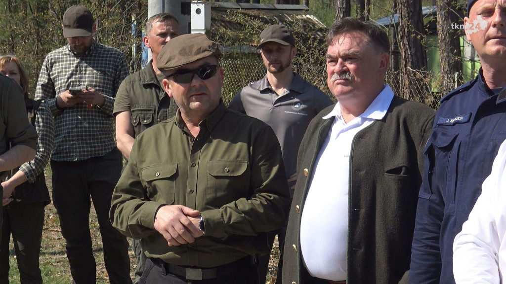Łączą nas drzewa. 2 tysiące sosen i lip zasadzono w leśnictwie Krzyżówki [wideo, zdjęcia]