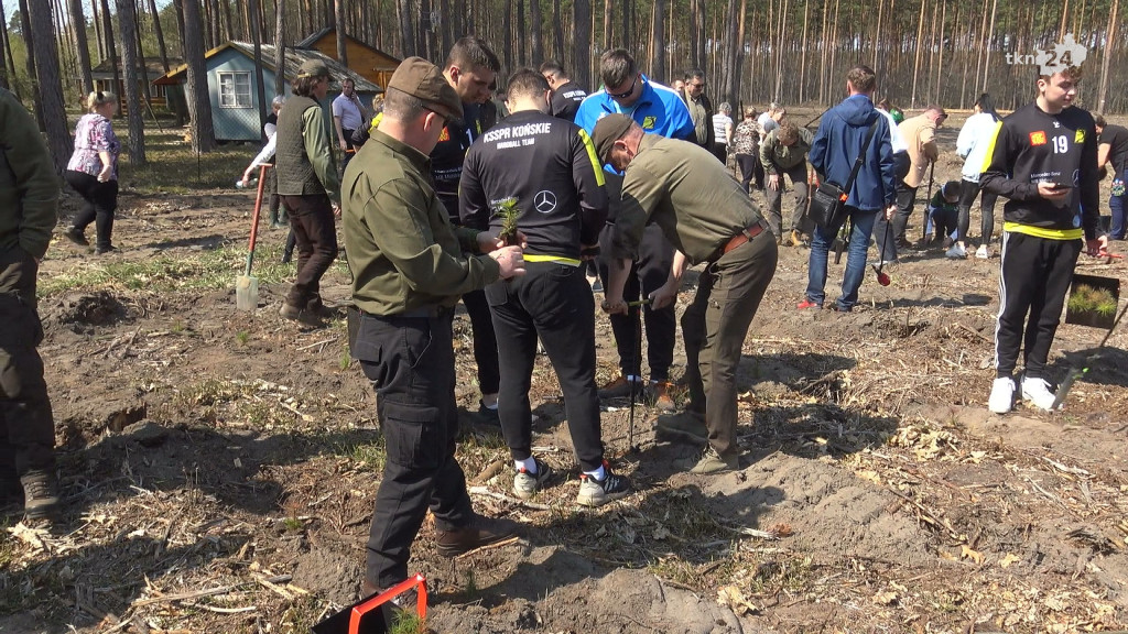 Łączą nas drzewa. 2 tysiące sosen i lip zasadzono w leśnictwie Krzyżówki [wideo, zdjęcia]