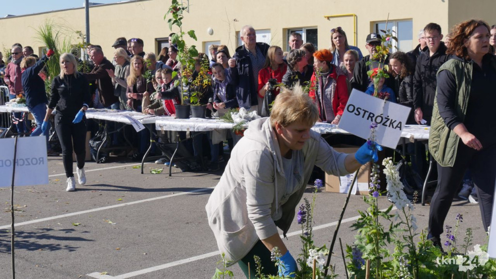Cztery tysiące roślin dla konecczan. Za nami `Drzewko za surowce` [wideo, zdjęcia]