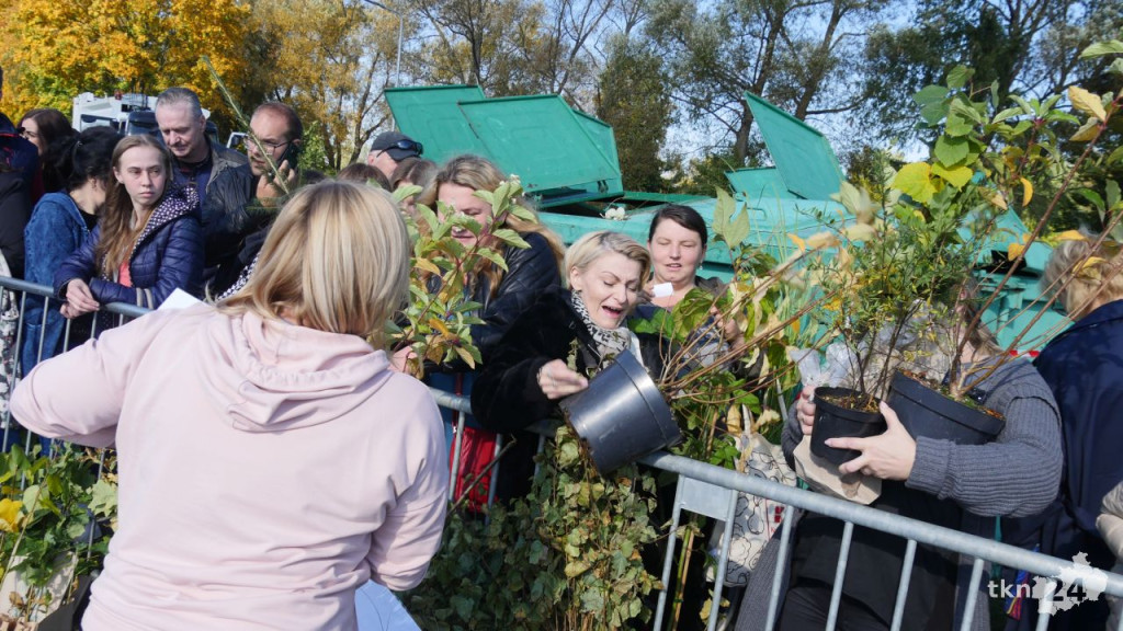 Cztery tysiące roślin dla konecczan. Za nami `Drzewko za surowce` [wideo, zdjęcia]