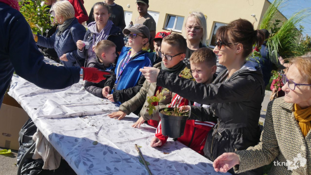 Cztery tysiące roślin dla konecczan. Za nami `Drzewko za surowce` [wideo, zdjęcia]