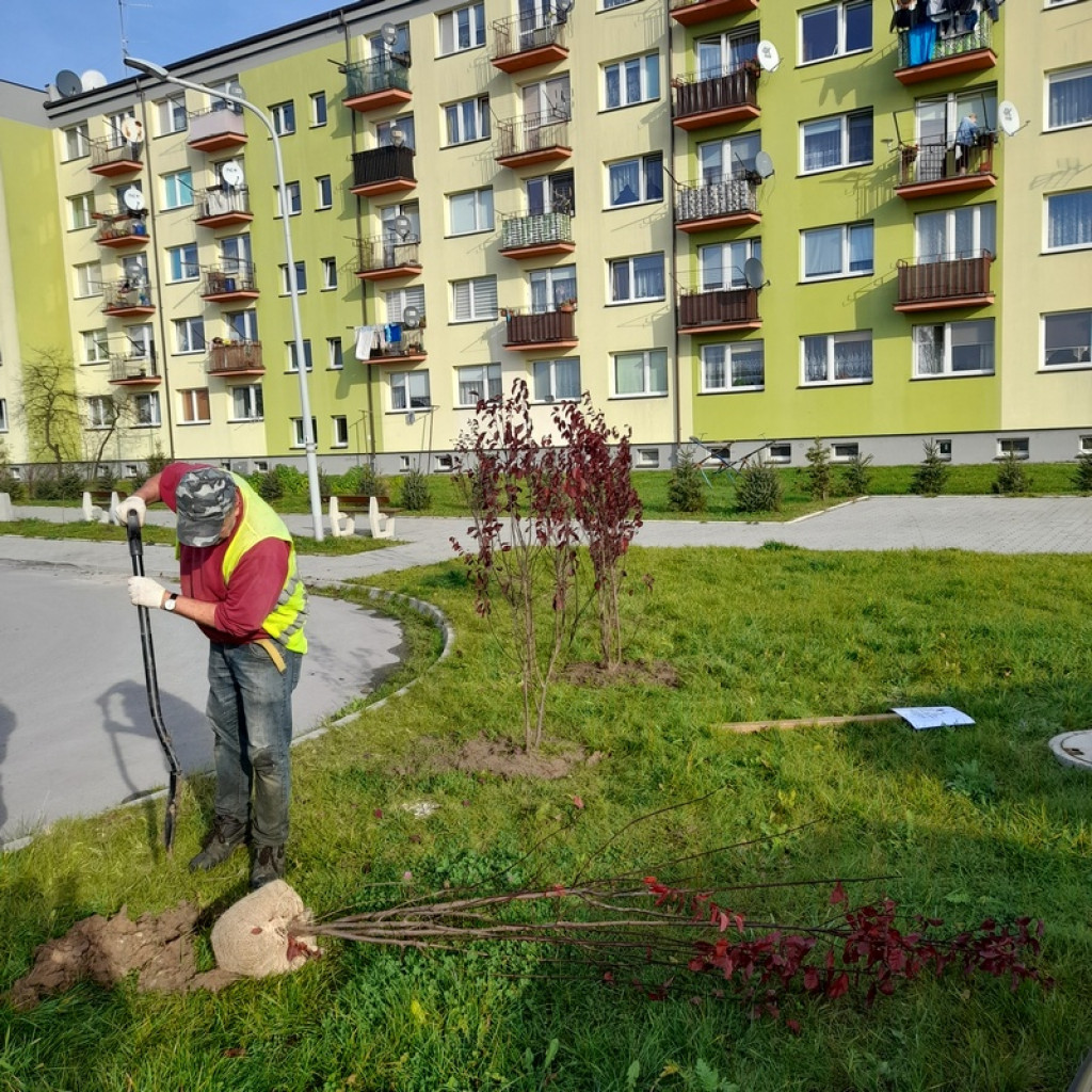 Zasadzili kolejne miododajne drzewa i krzewy [zdjęcia]