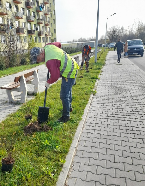 Zasadzili kolejne miododajne drzewa i krzewy [zdjęcia]