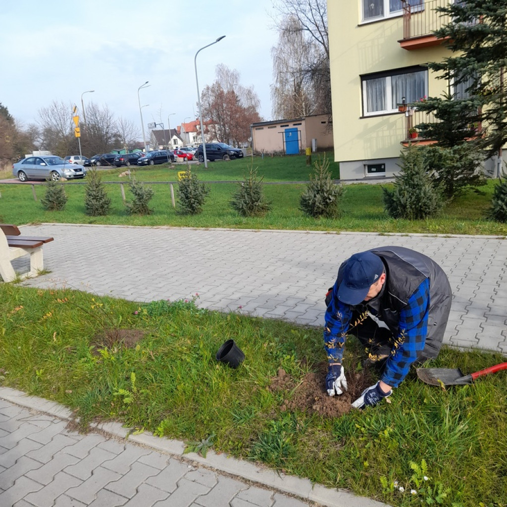 Zasadzili kolejne miododajne drzewa i krzewy [zdjęcia]