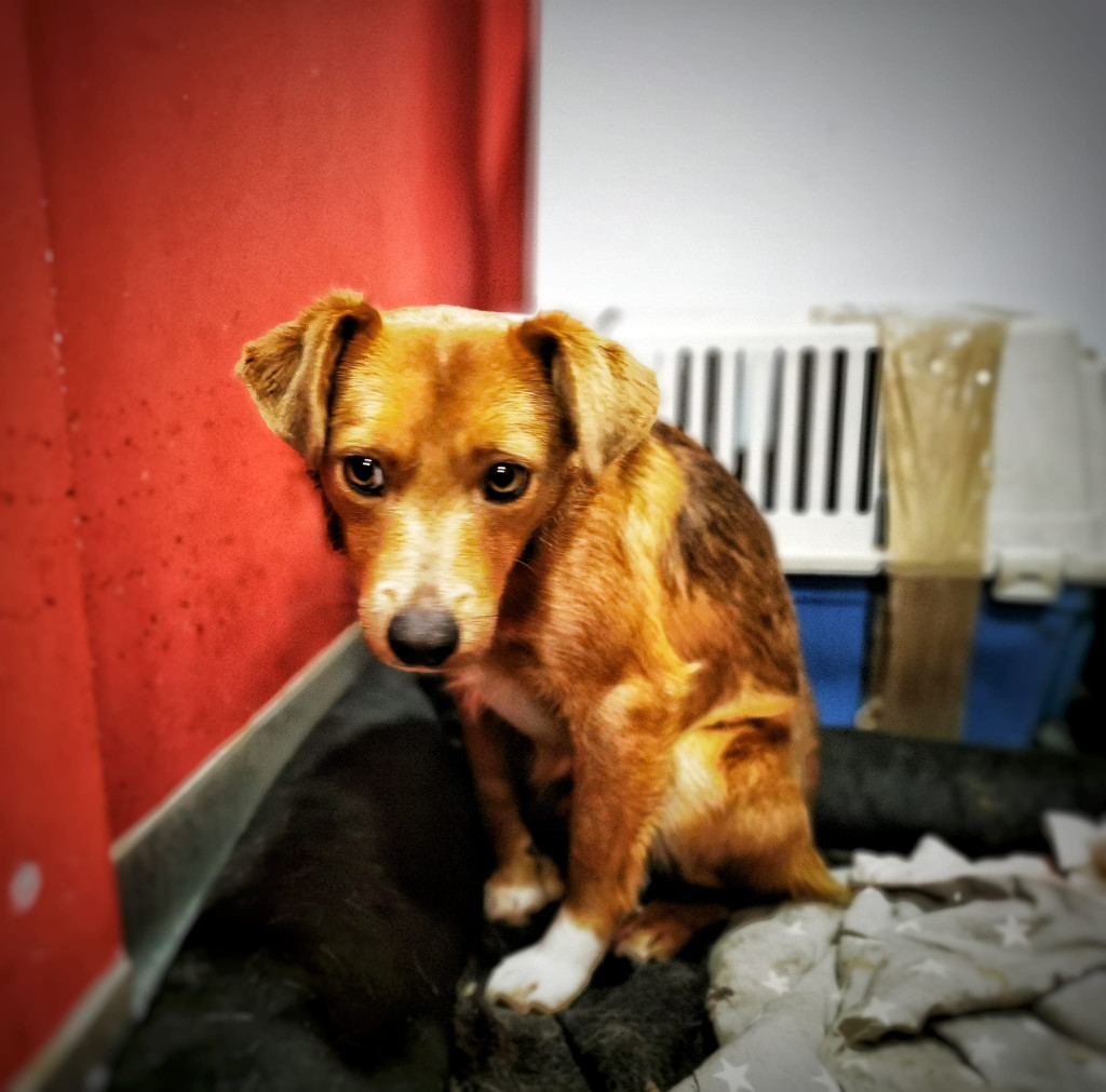 Schronisko w Nowinach do likwidacji! Pilnie potrzebne domy dla zwierząt
