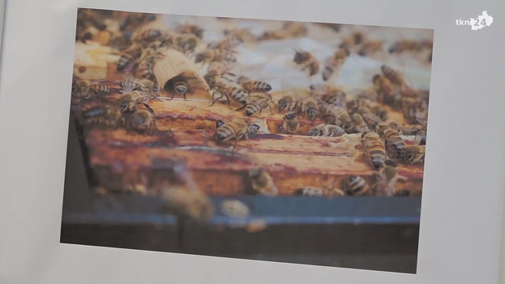 Pasieka w obiektywie. Rozstrzygnięto fotograficzny konkurs [wideo, zdjęcia]