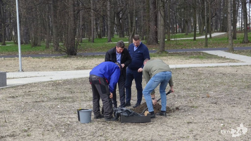 Dąb Pamięci `Robota` zasadzono w Końskich [wideo, zdjęcia]