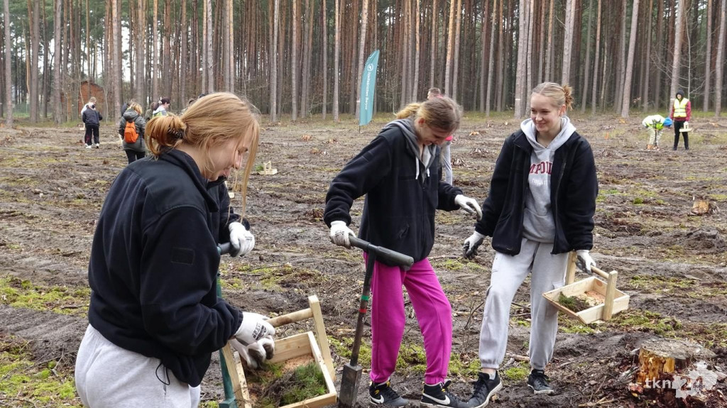 Zasadzili las Jana Pawła II tuż za Końskimi [wideo, zdjęcia]