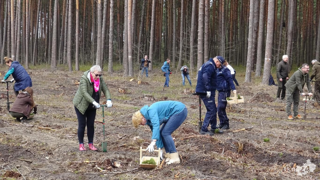 Zasadzili las Jana Pawła II tuż za Końskimi [wideo, zdjęcia]