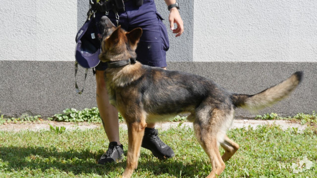 Poznajcie Lokiego - nowego czworonożnego funkcjonariusza w koneckiej policji [wideo, zdjęcia]
