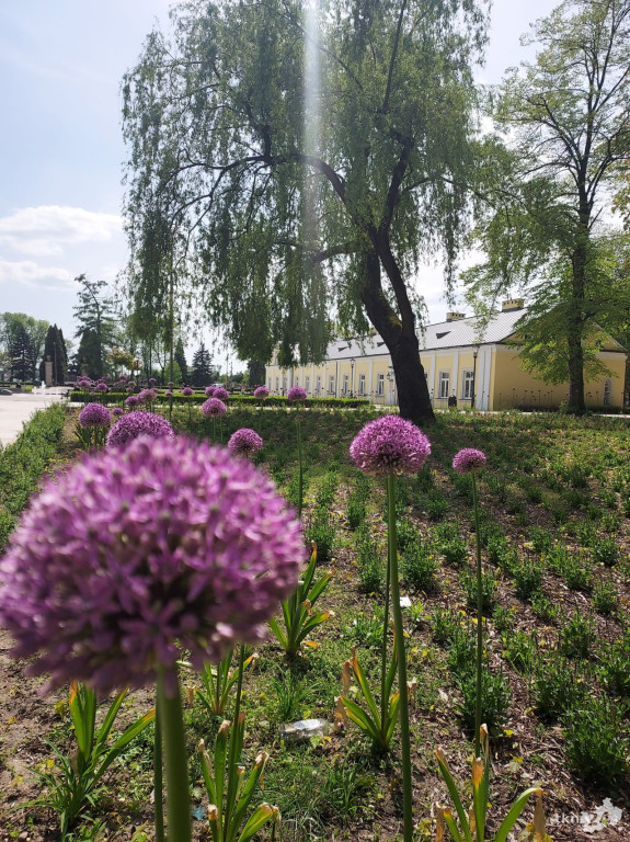 Park w Końskich pięknieje! Jest już monitoring [wideo, zdjęcia]