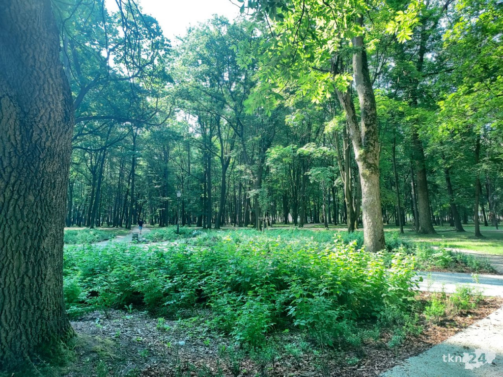 Park w Końskich pięknieje! Jest już monitoring [wideo, zdjęcia]