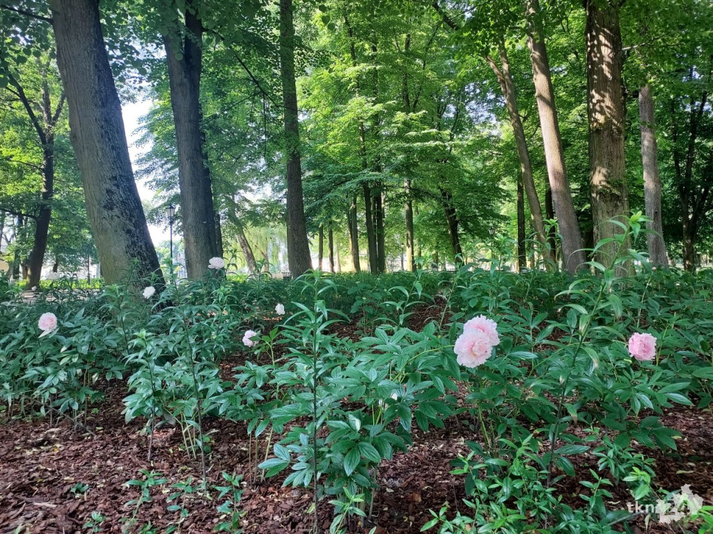 Park w Końskich pięknieje! Jest już monitoring [wideo, zdjęcia]