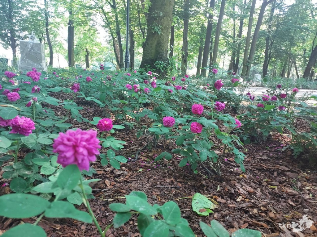Park w Końskich pięknieje! Jest już monitoring [wideo, zdjęcia]