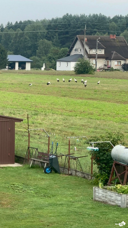 Bociani Sejmik zebrał się w Wincentowie [wideo, zdjęcia]